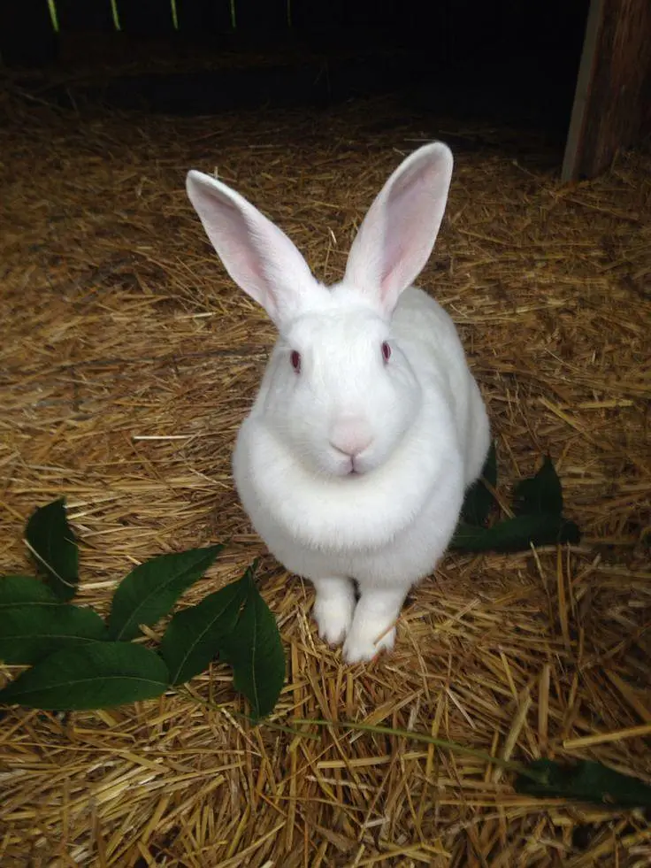 New Zealand White Rabbits for Sale