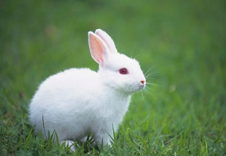 New Zealand White Rabbits for Sale — photo 2