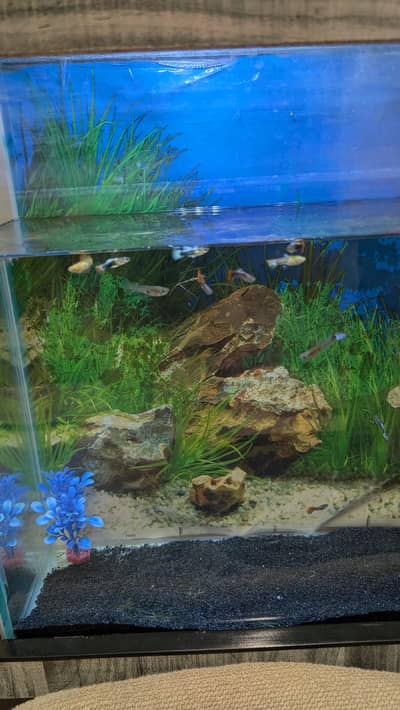 6 guppies for sale