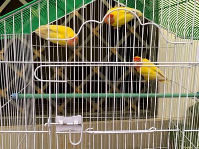 lotino birds for sale