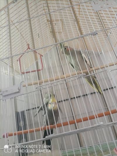 Cockatiel pair with cage sale