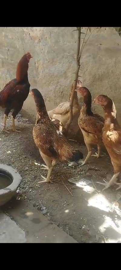 4 aseel females and one aseel male