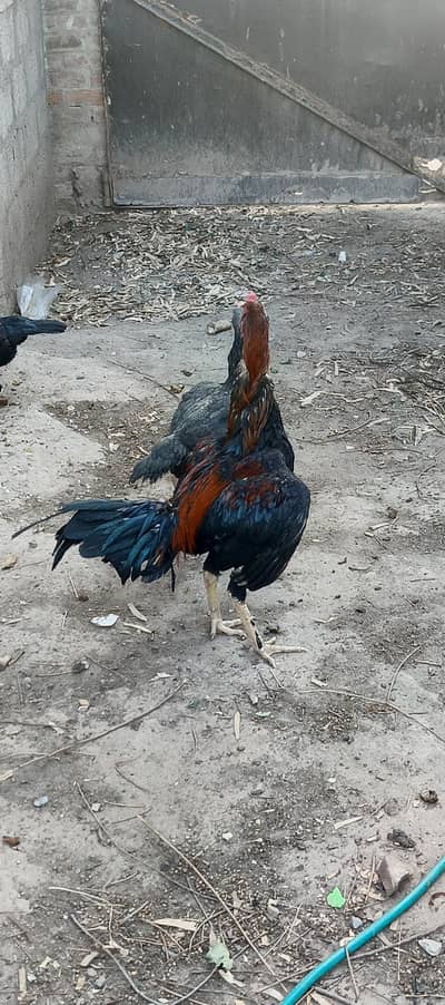 Aseel Hens