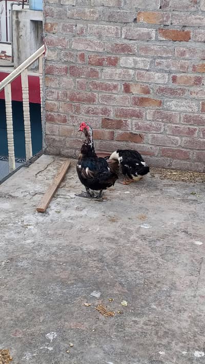 male and female