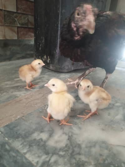 Aseel chicks Mushki madi