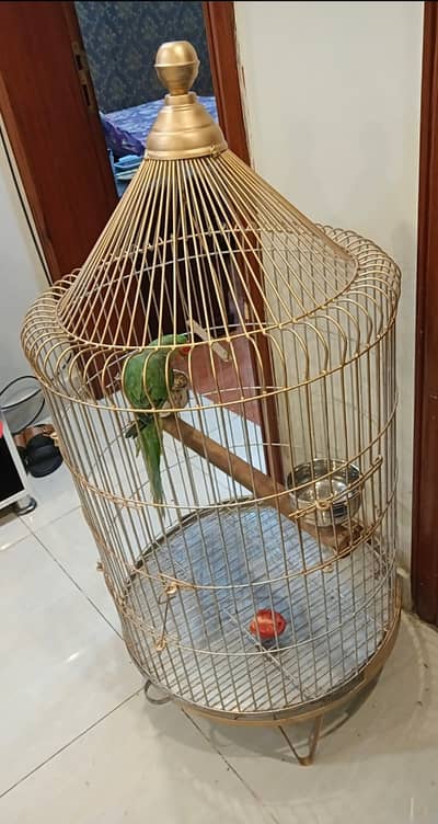 Parrot Cage