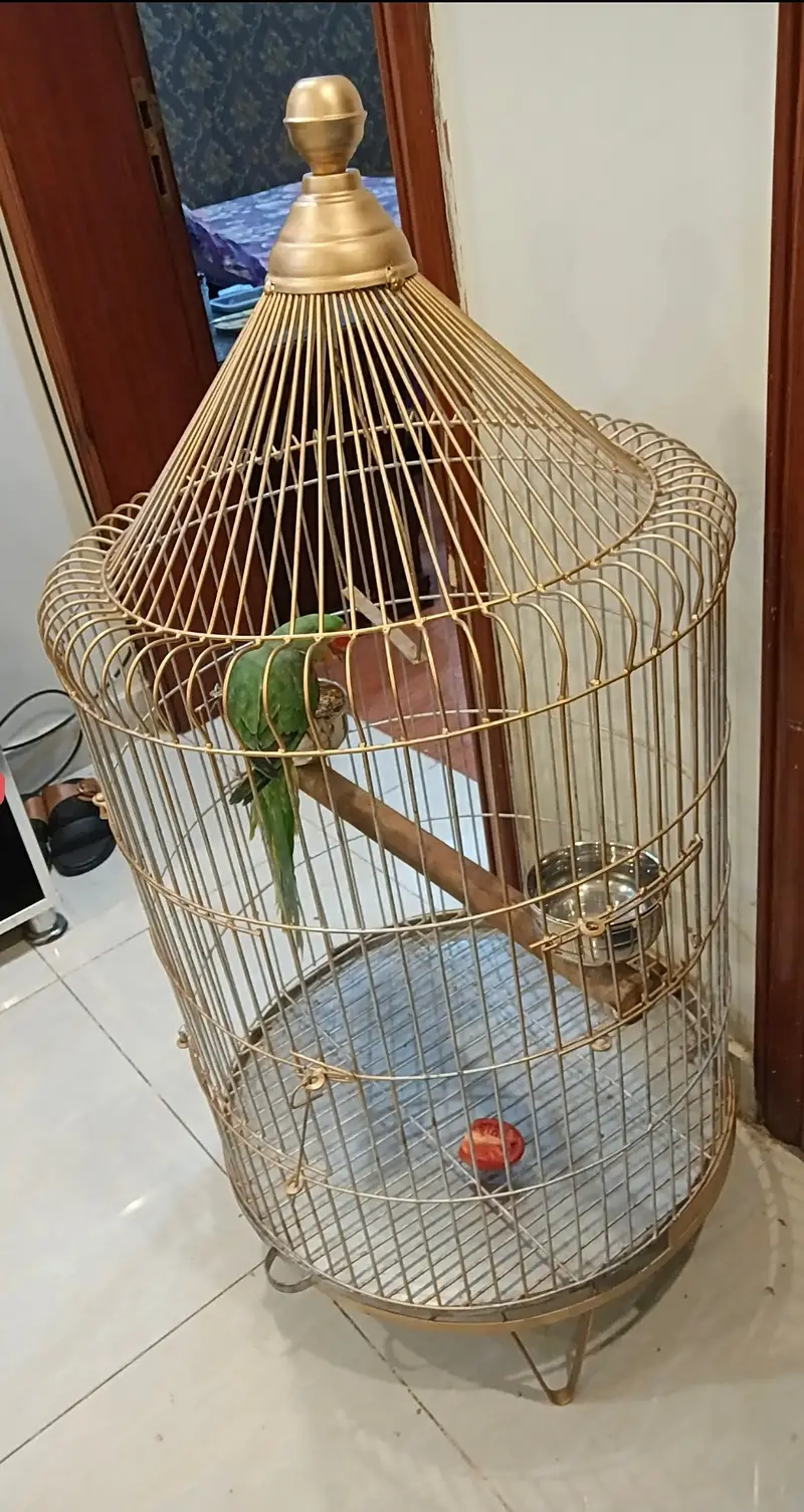 Parrot Cage
