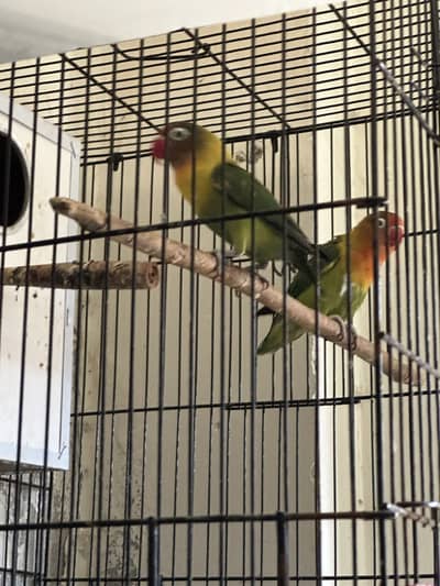 Love birds breeder pair with heavy weight iron cage