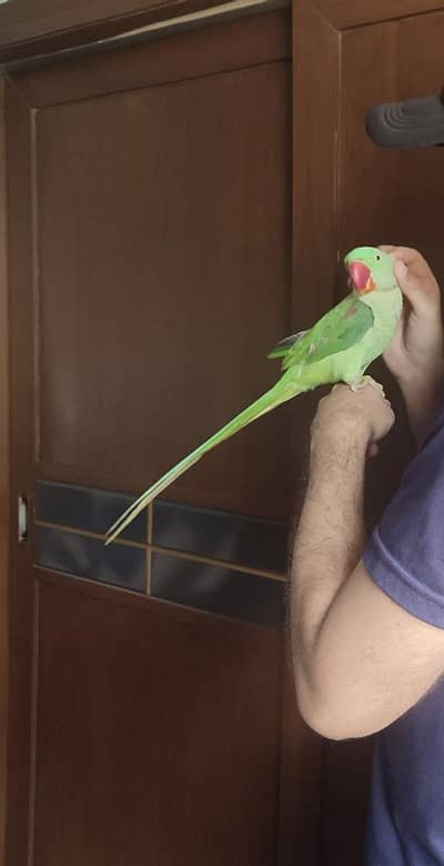 Alexandrine / Pahari / Kashmiri parrot / tota