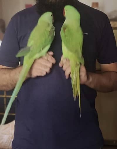 Alexandrine / Pahari / Kashmiri parrot / tota