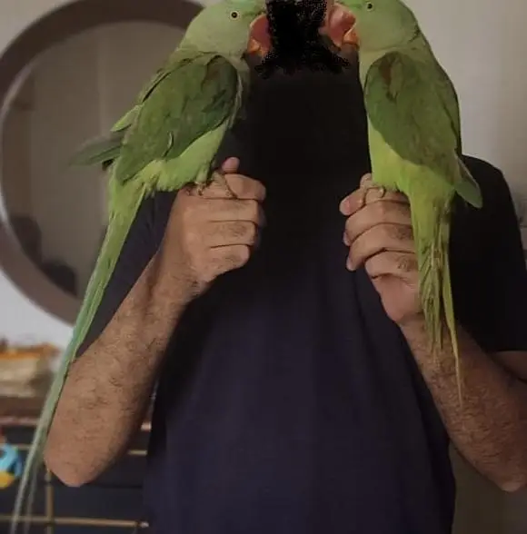 Alexandrine / Pahari / Kashmiri parrot / tota — photo 3