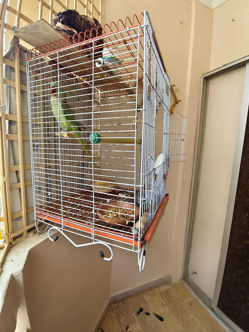 Alexandrine / Pahari / Kashmiri parrot / tota — photo 4