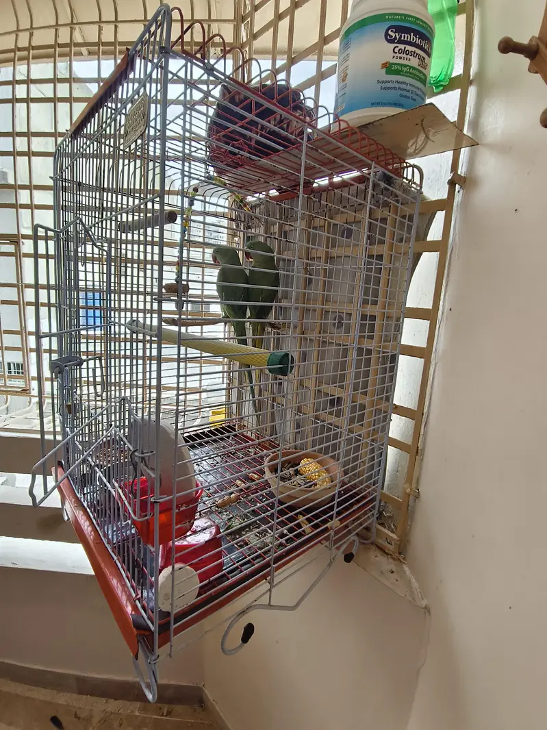 Alexandrine / Pahari / Kashmiri parrot / tota — photo 5