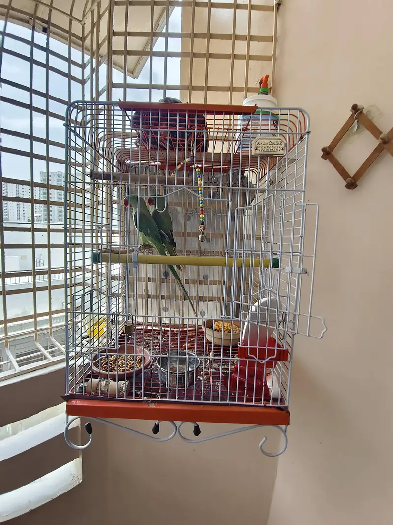 Alexandrine / Pahari / Kashmiri parrot / tota — photo 6