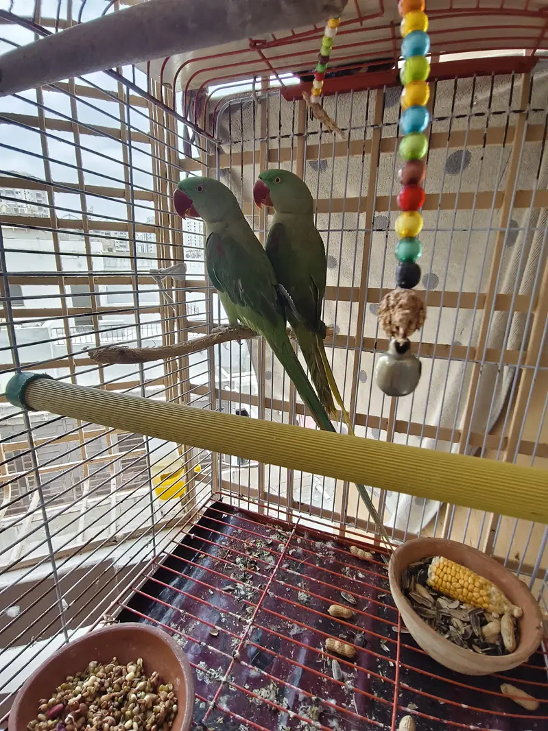 Alexandrine / Pahari / Kashmiri parrot / tota — photo 7