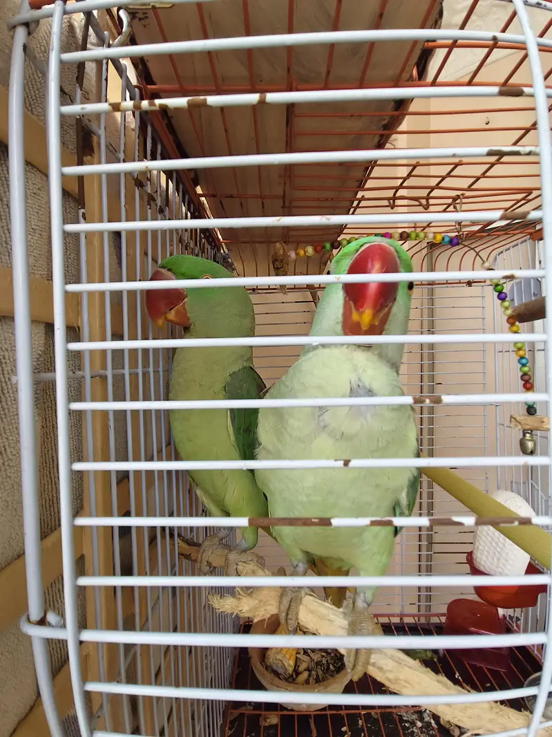 Alexandrine / Pahari / Kashmiri parrot / tota — photo 8
