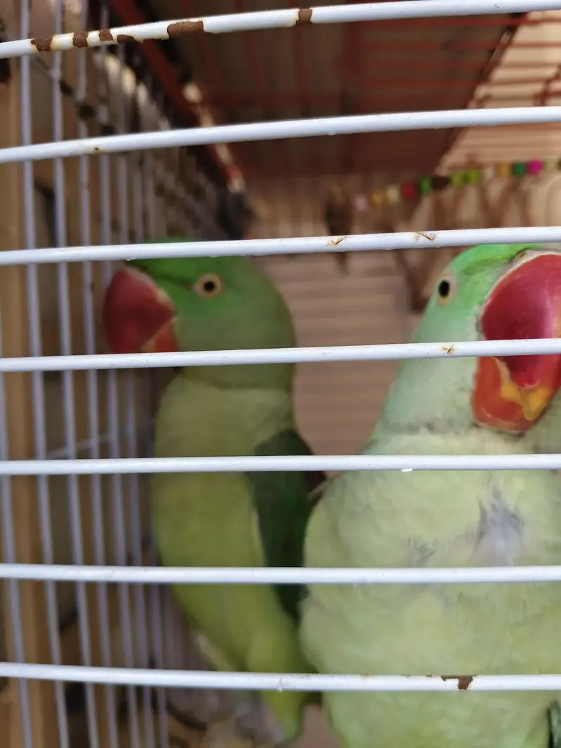 Alexandrine / Pahari / Kashmiri parrot / tota — photo 9