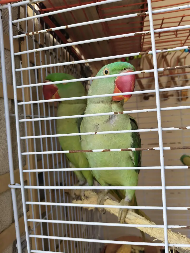 Alexandrine / Pahari / Kashmiri parrot / tota — photo 10