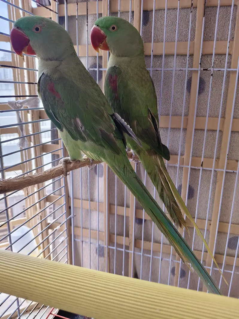 Alexandrine / Pahari / Kashmiri parrot / tota — photo 11
