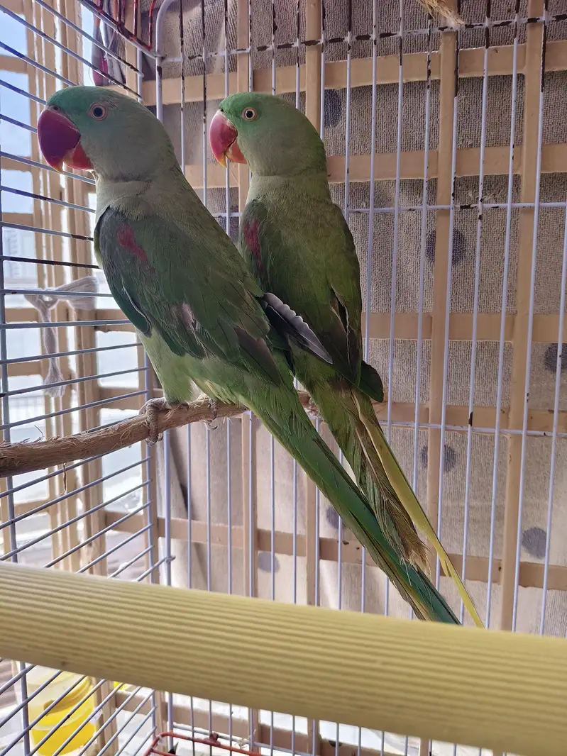 Alexandrine / Pahari / Kashmiri parrot / tota — photo 12