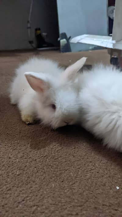 English angora rabbit pair