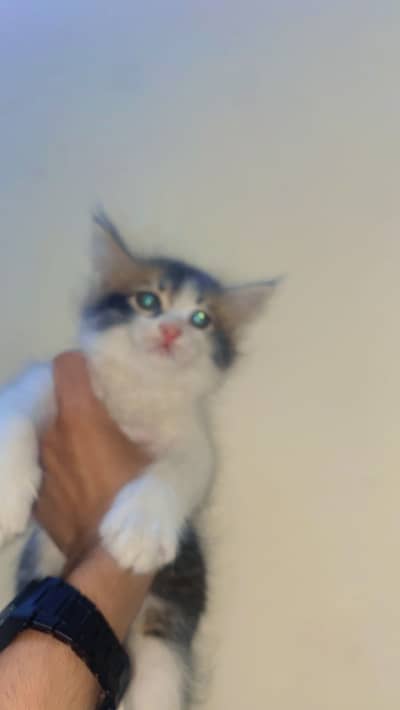 Kitten