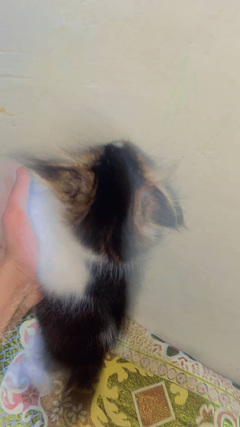 Kitten 1