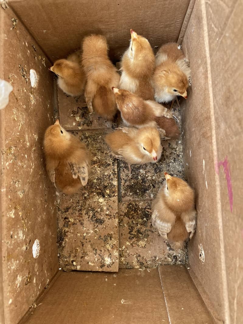 RIR chicks 1
