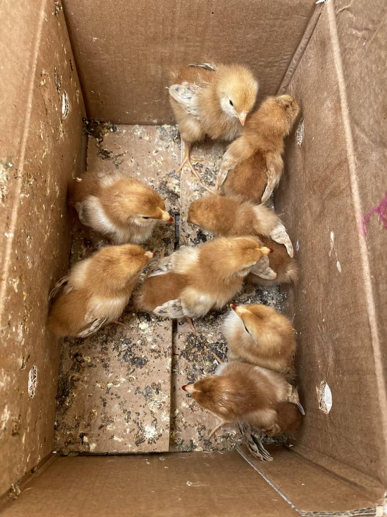 RIR chicks 2