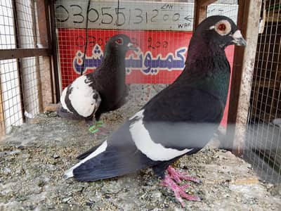 Kalay Desi Gandedar Pair