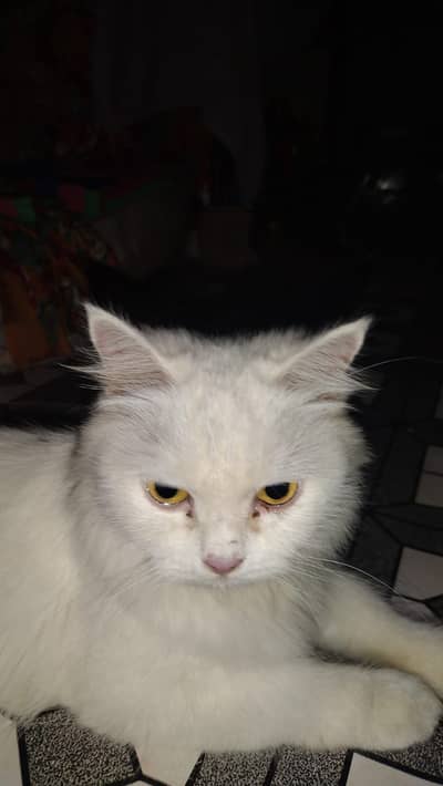 Persian cat