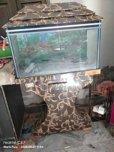 fish aquarium