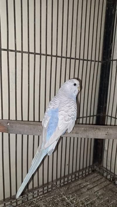 Budgies Breeder Female for sale