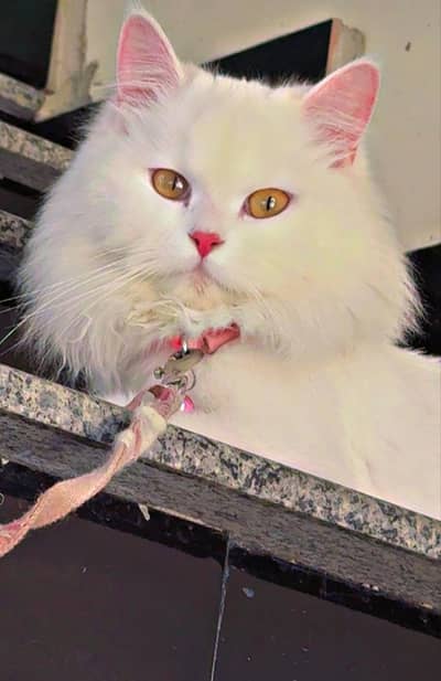 Vaccinated tripple coat persian cat