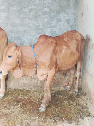 bull kheera hai location bahawalnager