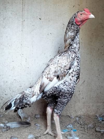 Cheena male phatha
