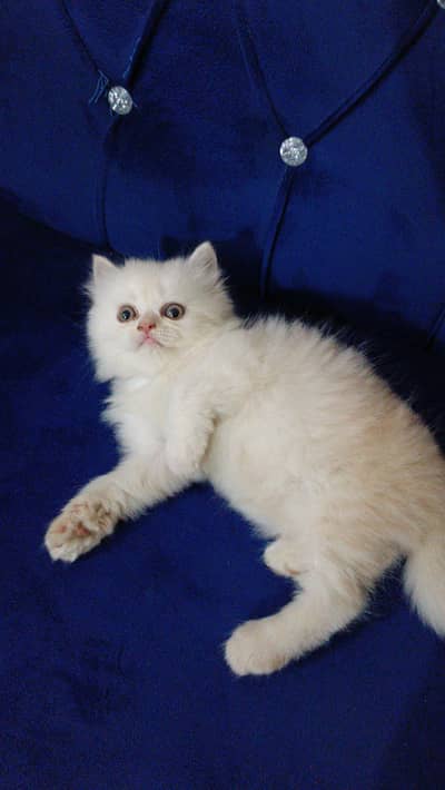 persian