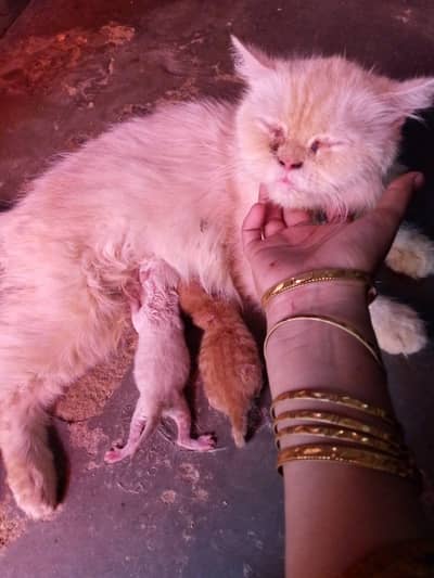 breeder female cat