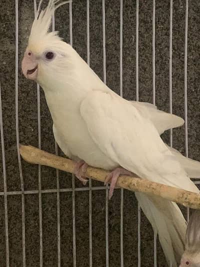 female age 1 year