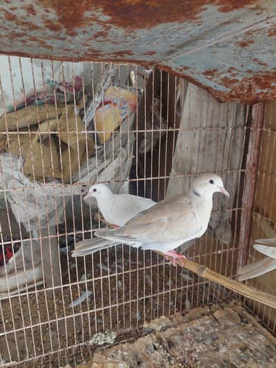 dove khumray
