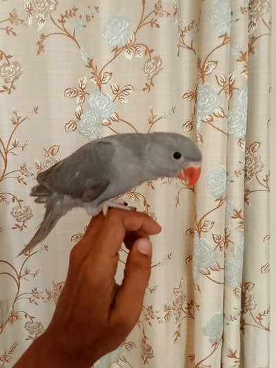 Ringneck chick