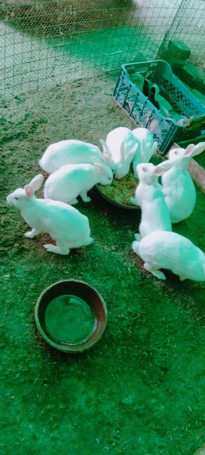 Red Eyes Rabbits Looking New Home