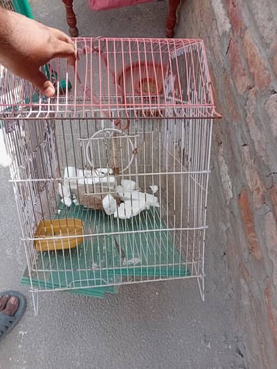 birds cage