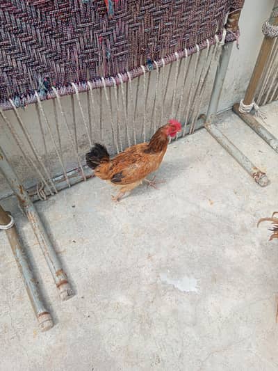 Hens / chicken