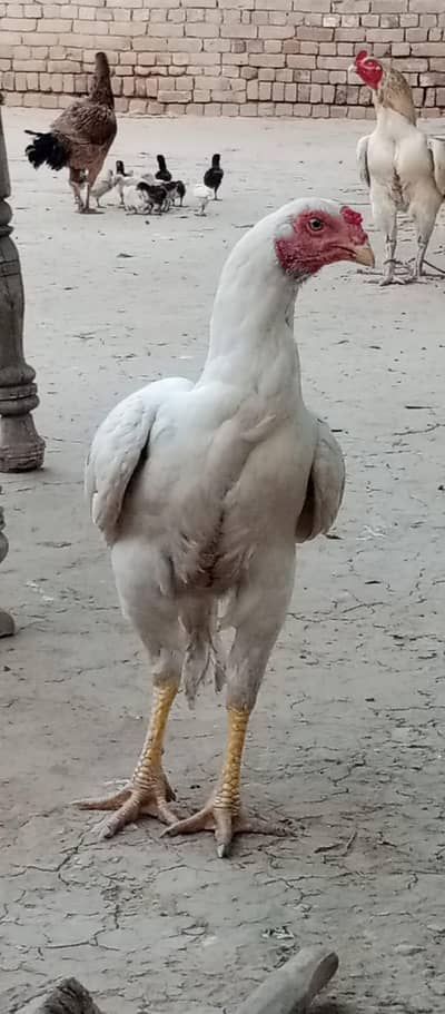beautiful white aseel patha for sale