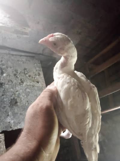 aseel Heera chicks for sale