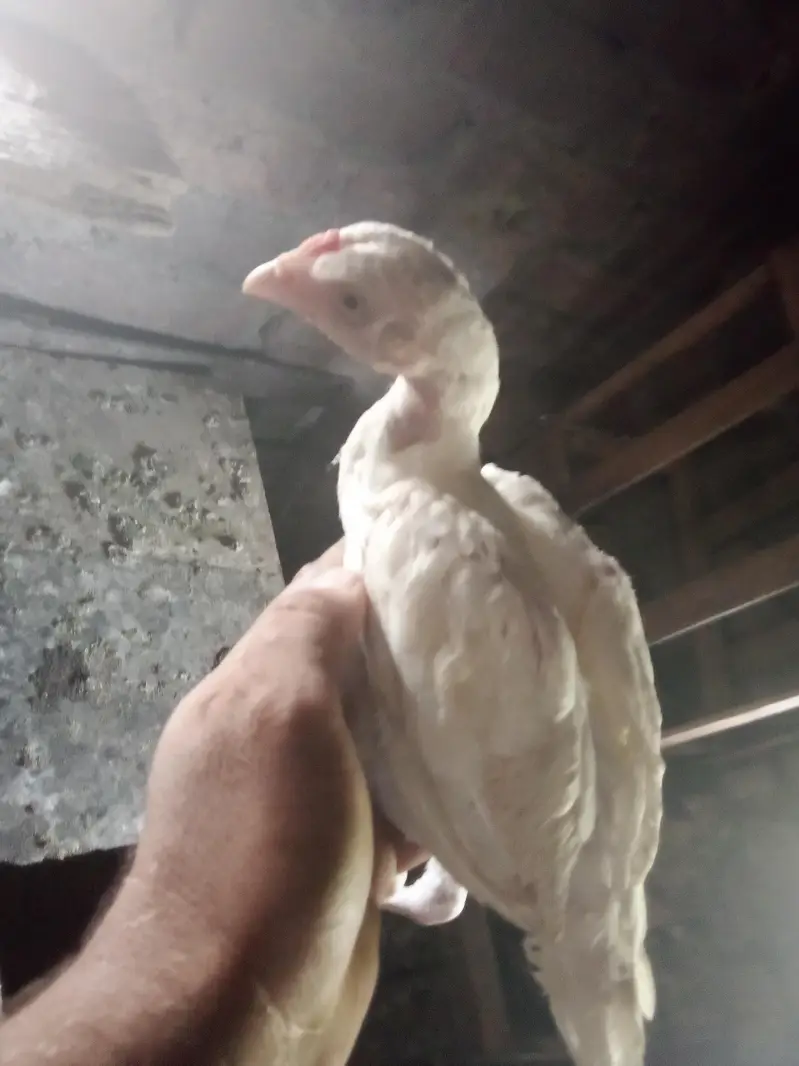 aseel Heera chicks for sale — photo 2