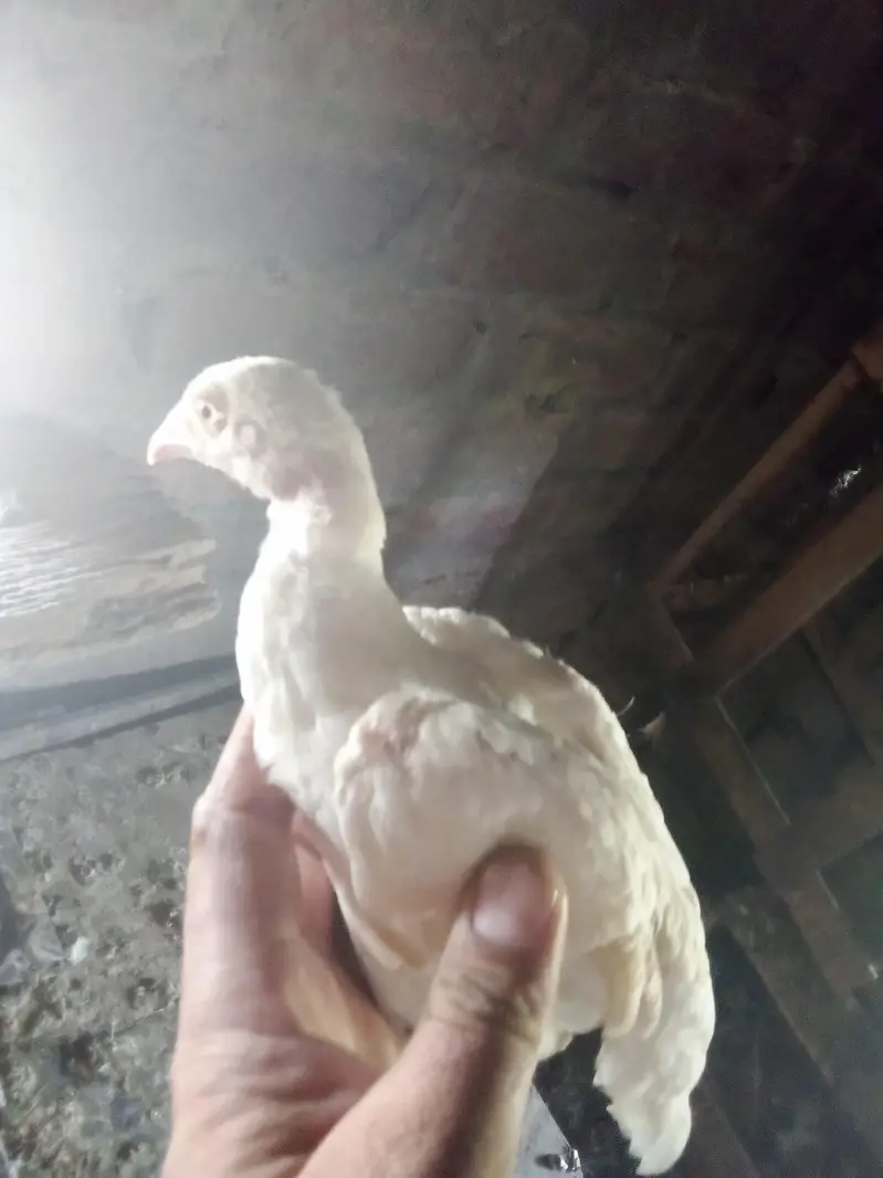aseel Heera chicks for sale — photo 3
