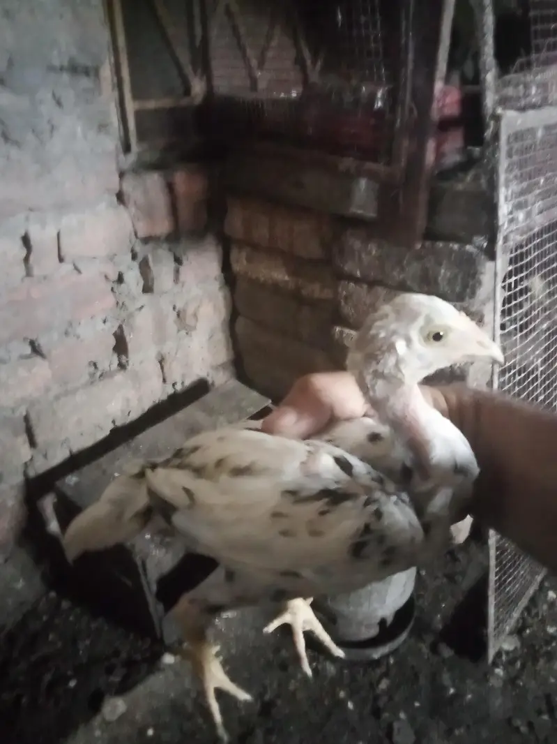 aseel Heera chicks for sale — photo 4