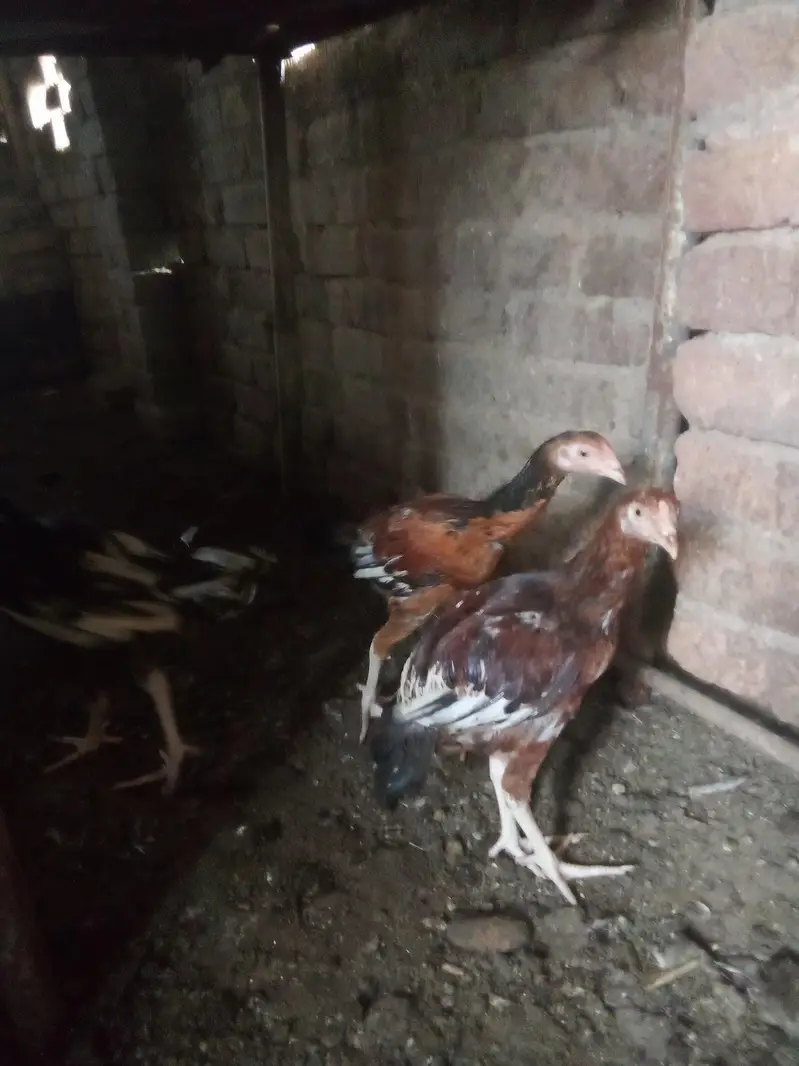 aseel Heera chicks for sale — photo 5